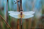 048_001221 liten